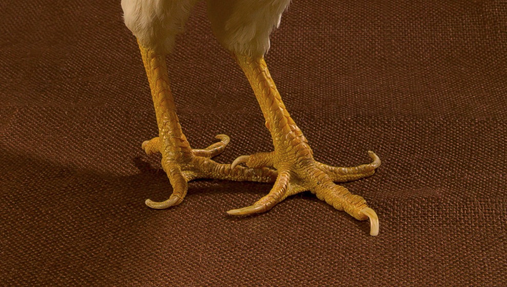 ars-white_leghorn_hen.jpg