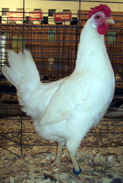 copy_of_white_leghorn#60af.jpg