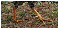 feral_rooster_on_kauai.jpg