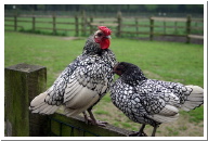 chicken-breeds-silver-wyandotte copy.jpg