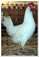 Copy_of_white_leghorn_hen copy.jpg