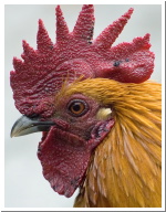 Rooster_Profile.jpg