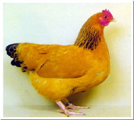 yellow_sussex_hen copy.jpg