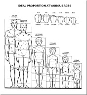 human head-body proportions.jpg