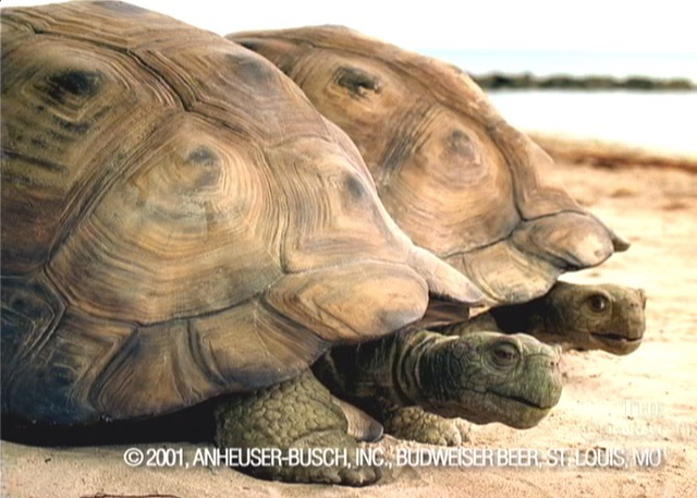 TCS turtles tortoises